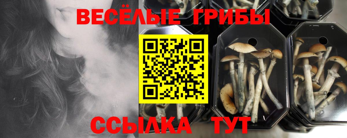 Галлюциногенные грибы мицелий  Вход с VPN  Курчатов  Галлюциногенные грибы Psilocybine cubensis 