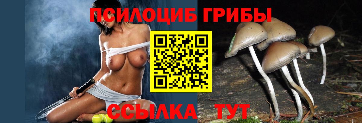 Псилоцибиновые грибы Psilocybine cubensis Курчатов